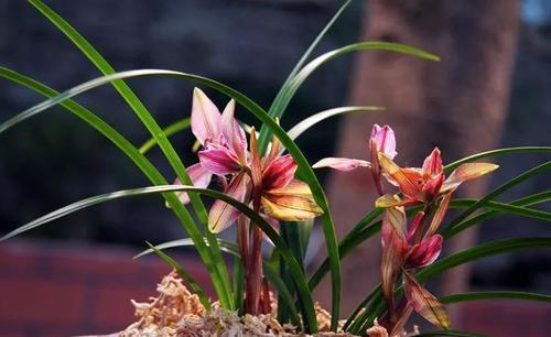 烂根|夏天养兰花，这件“傻事”别做，难怪兰花黄叶又烂根，谁做谁后悔