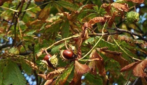 意大利满地都是栗子,看起来又大又多肉,为什么却只能当马饲料?