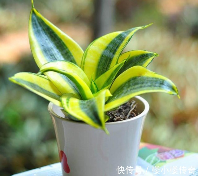 把它垫在花盆底,虎皮兰不烂根不黄叶,一年开花好几次!