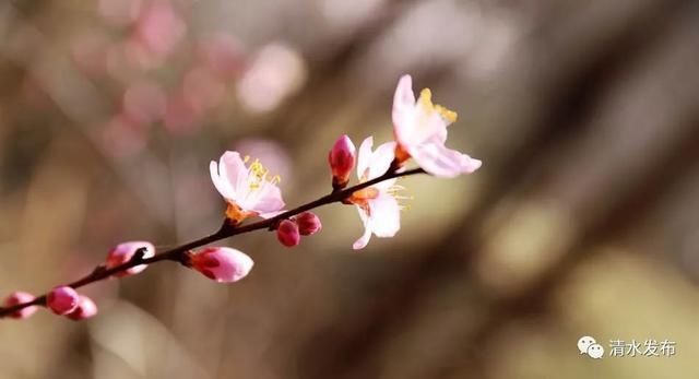 早春花枝俏，清水桃花朵朵开