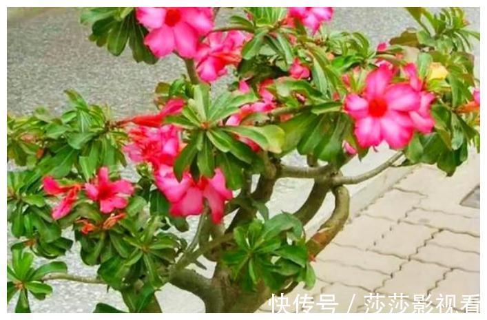 花都|俗语：“花旺人不旺”，是什么意思，家里任何花都不能养？