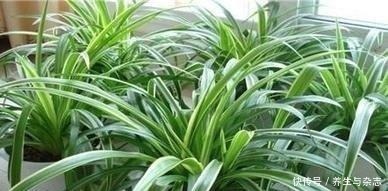 施肥|家里养吊兰懒人不施肥,做到这3步,照样垂藤,爆盆!