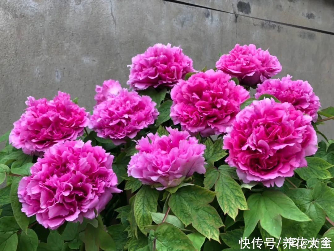 君子兰开完，会有3个“后遗症”，一定要重视