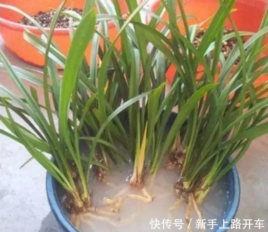 8种花换盆,换好了生一堆,换错立马死!8种花换盆,换好了生一堆,换错立马死!