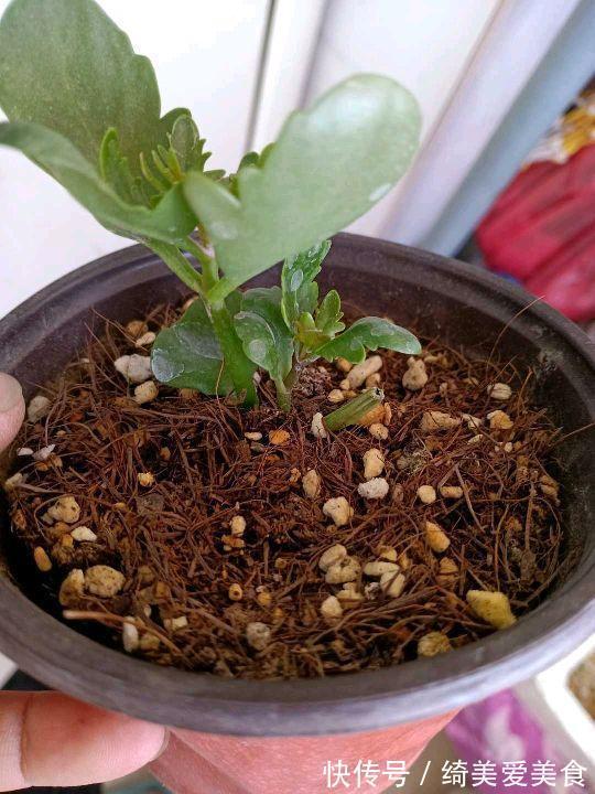 这5种花叶子落地便生根,趁现在抓紧繁殖,一个月长成小盆栽