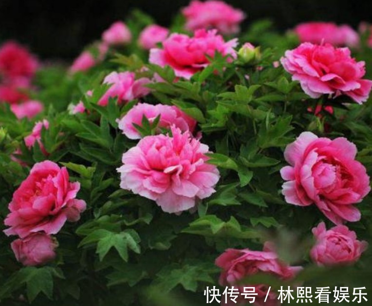 长寿花|养花就养这几款，全年开花不停，花型圆滚惹人爱，值得拥有