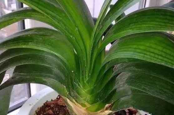 休眠|花匠严肃的说, 给君子兰这样洗个澡, 花苞蹭蹭长, 1年开花好几次!