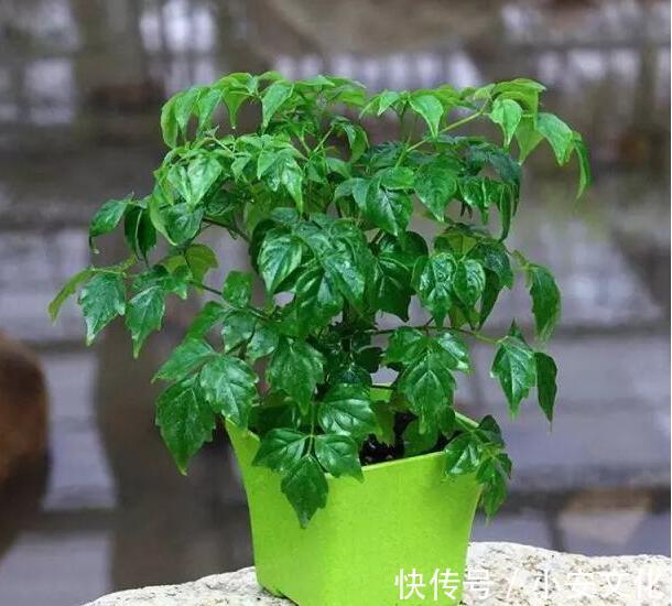 幸福树烂根还有救吗教你3个挽救小妙招,让幸福树“起死回生”