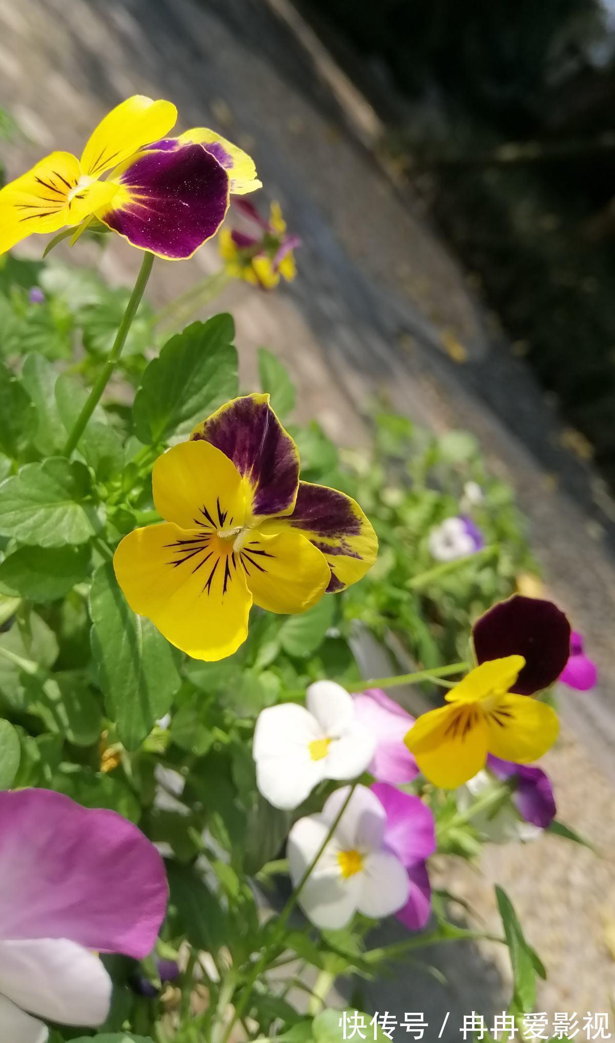 秋季养花大合集,30种花,你想要的我全有!