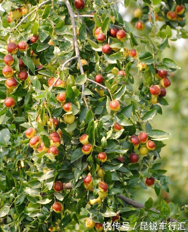 院子里有空地就种这“三种树”,没地挤挤也要种,寓意深远还旺家