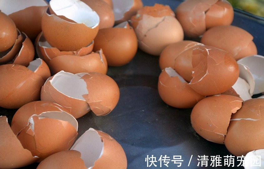 用鸡蛋壳养花,方法多种多样,植物盆栽用了越长越起劲