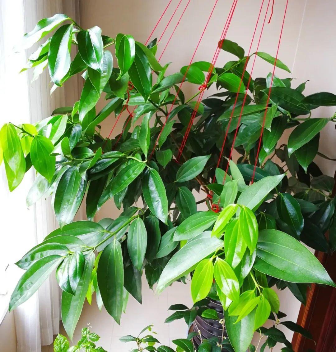 给花浇水要小心，5种水不能浇，浇完立马就黄叶！