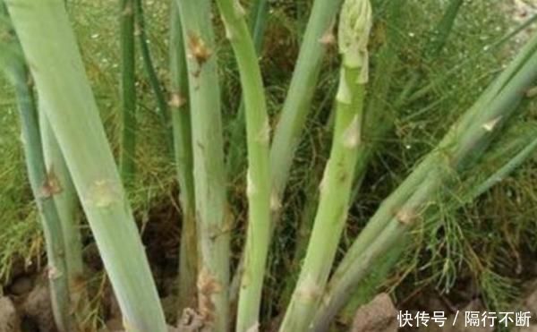 阳台种上两个菜，割完一茬又一茬半个月不用出门，竟好吃又养颜