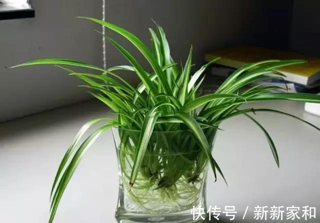 这几种植物不要再放在土里养了,水才是它们真正的家