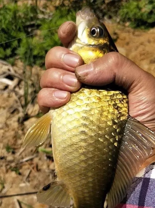 冬天不打窝反而钓得更多?多半是方法用错了,这样打窝聚鱼才快