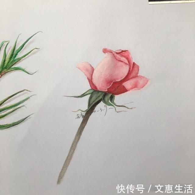 玫瑰花!手绘逼真的玫瑰花,只要四步就能学会,快来看看吧
