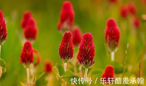 心爱的人|7月，滚滚红尘，3星座思念如潮，旧爱难守，好运连连，花开成海