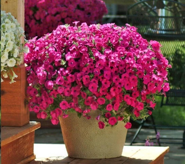 风信子|这18种超级好养的植物，养花新手也能养的很好!