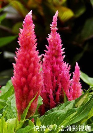 此花是寓意着热情的花，是无数人民内心的希望，是红色的火炬