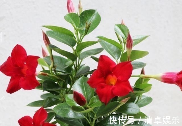养花怕养不好就选三种花,有土有水就行,随手一养就爆盆!