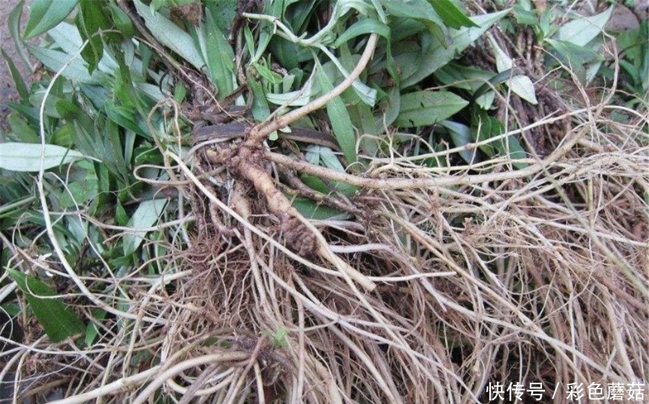 肝脏|患有肝病不用怕,常吃这几样食物,排毒养肝,肝慢慢变好!