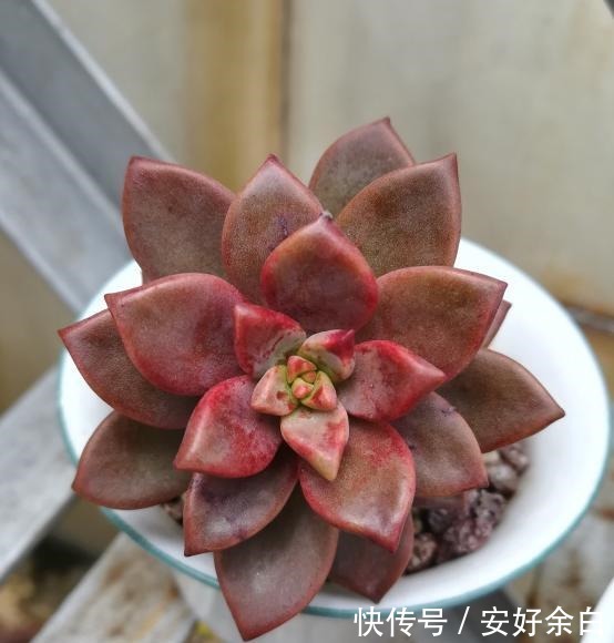 露养2年的姬胧月，不露养不知道，露养后才知道姬胧月可以这么美！