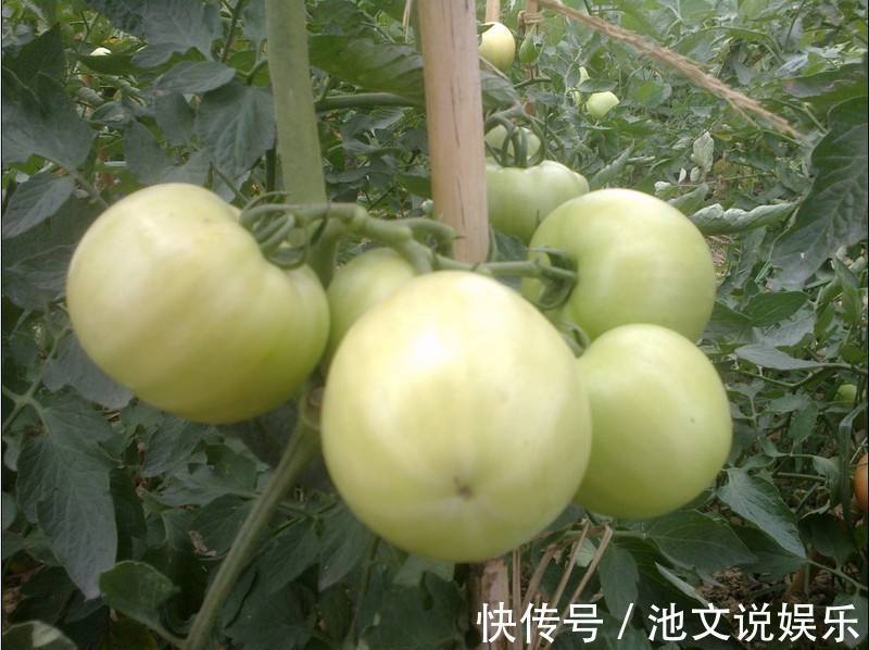 番茄|比毒品還毒的4種菜，已被醫生拉入“黑名單”，很多人還當成寶