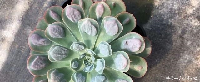 这几种多肉最贵的可以达到上万元，你家有几款