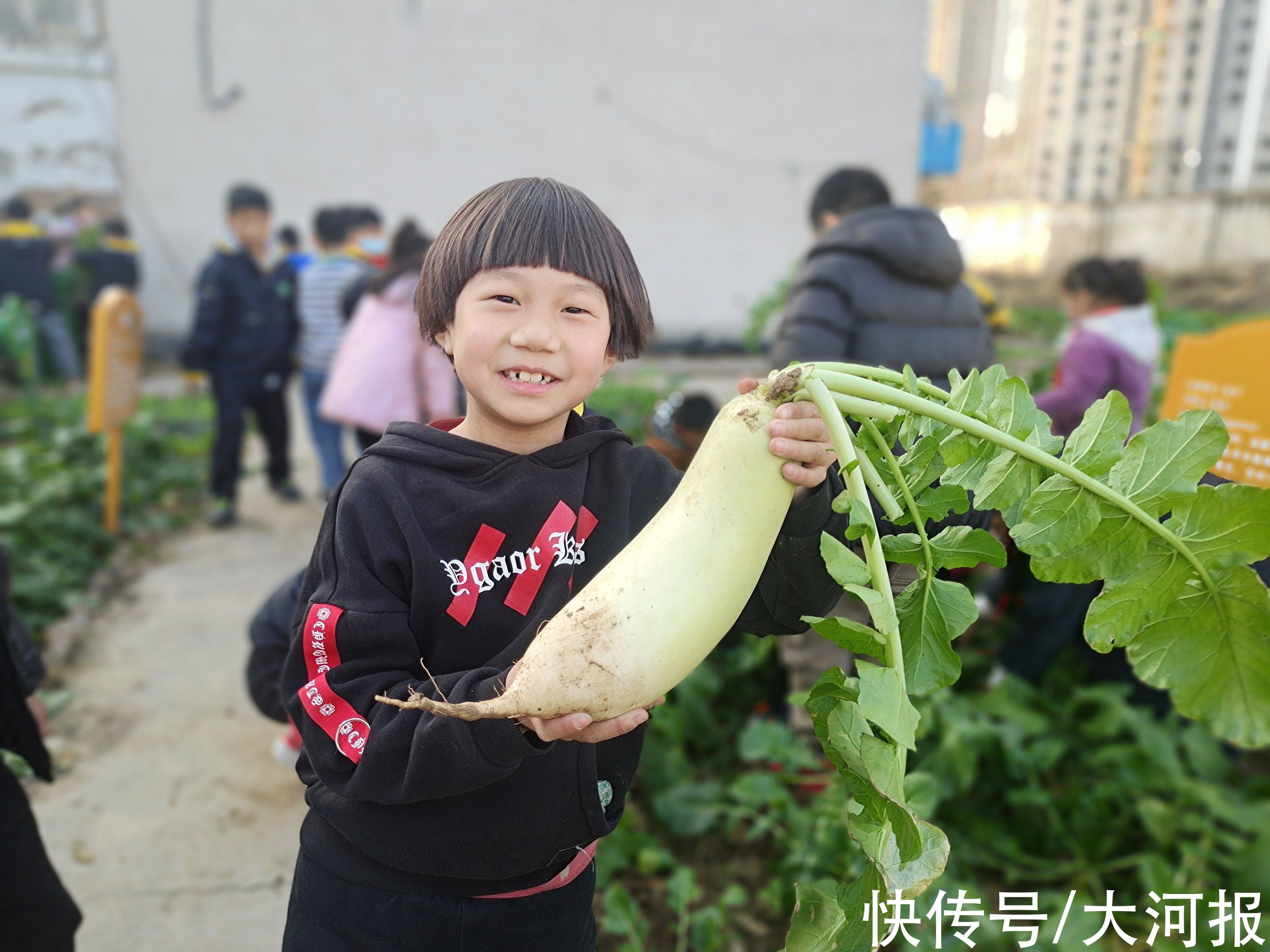 萝卜|拔萝卜喽！两亩专属农场，郑州这家小学劳动教育野趣满满