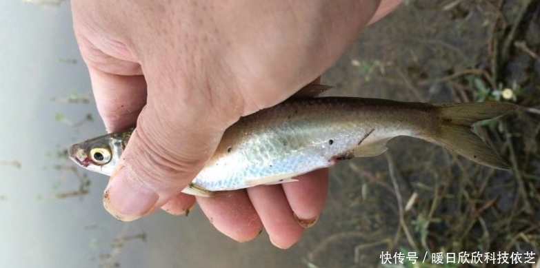 钓饵|享受连竿的乐趣,野钓白条的技巧