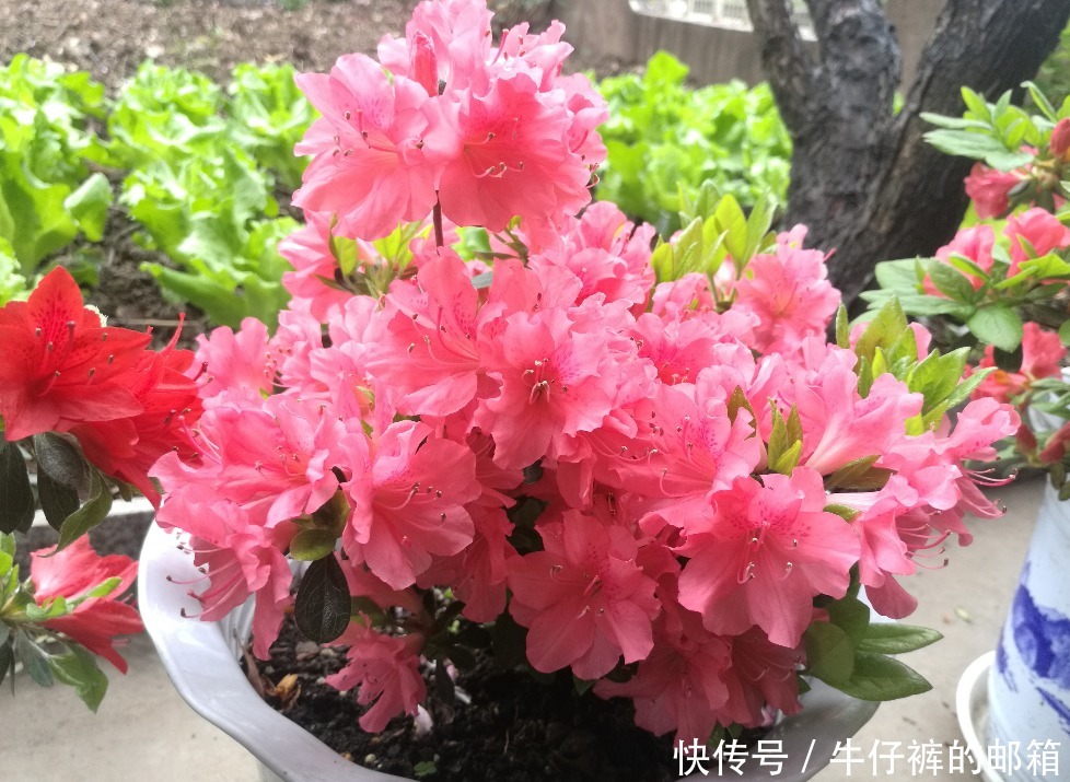 花蕾|堪称“花界劳模”的它们,不怕累,四季花开不歇,好活颜值高
