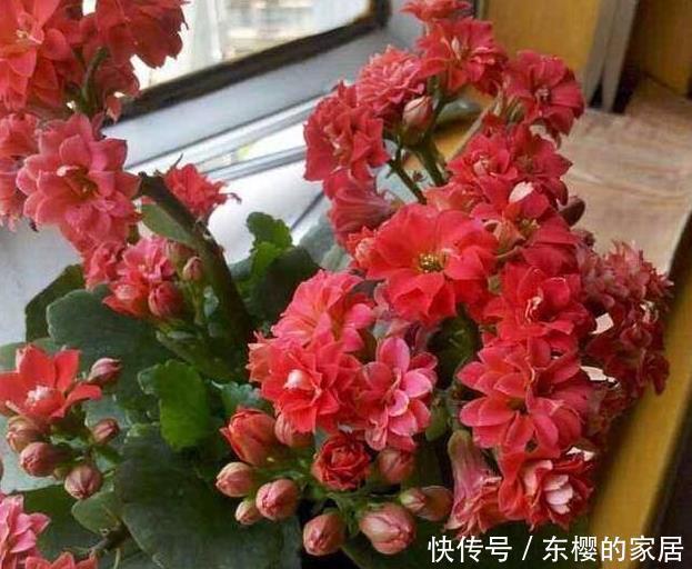 此些东西养花特别好,盆土一年不板结,花草长得旺、开的多又艳