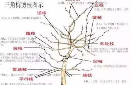 花舍不得剪,活该徒长叶不开花!此3种花这么剪,花开不断还有形