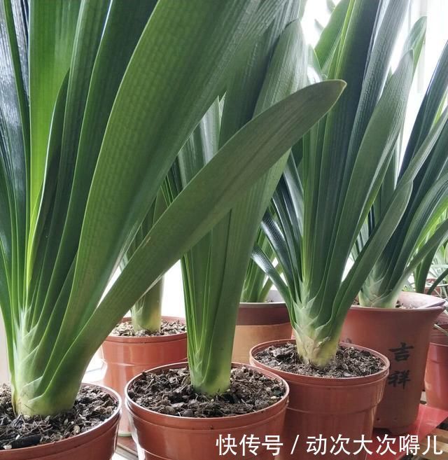 肉质根|做好“2件事”,君子兰根肥,新叶多,年年开“爆盆”