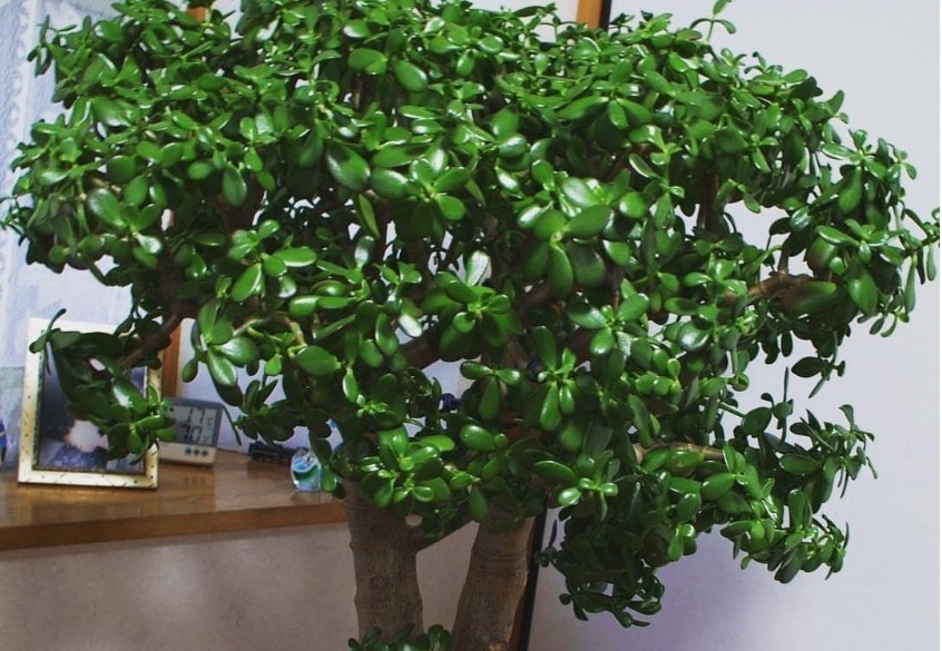 3款“低档花”,一年之后变“老桩”,即镇宅又养人,福气满满