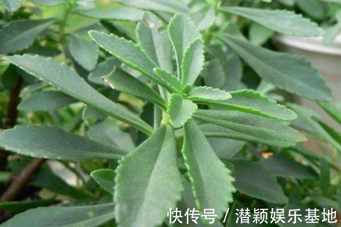 救心菜|农村一种野菜被称为救心菜，现在亩产2万斤，每亩年纯收入3万元