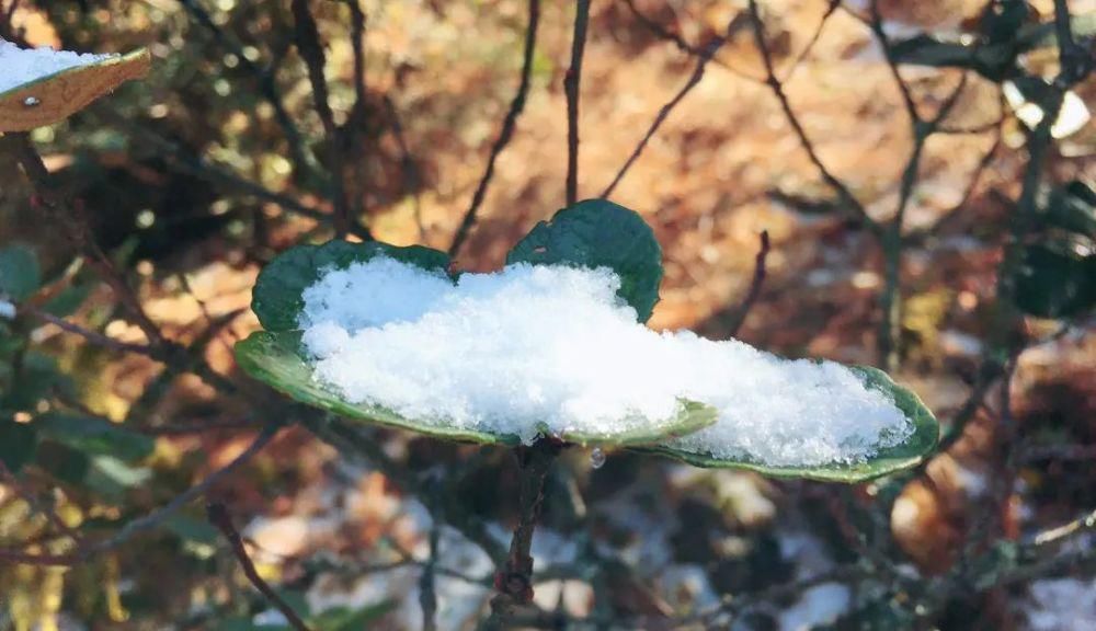情结|云海与雪景、雾凇齐聚,惊艳了鸡足山的冬天!