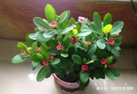 厨房里的“它”,兑水搅一搅,就是“万能生长肥”,养啥旺啥!