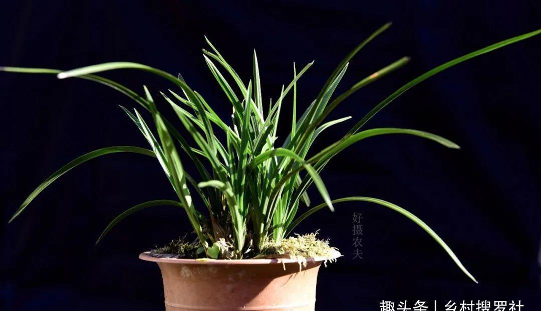 季节|三分种、七分养,芒种时节的兰花,如何养出浓绿的叶子?