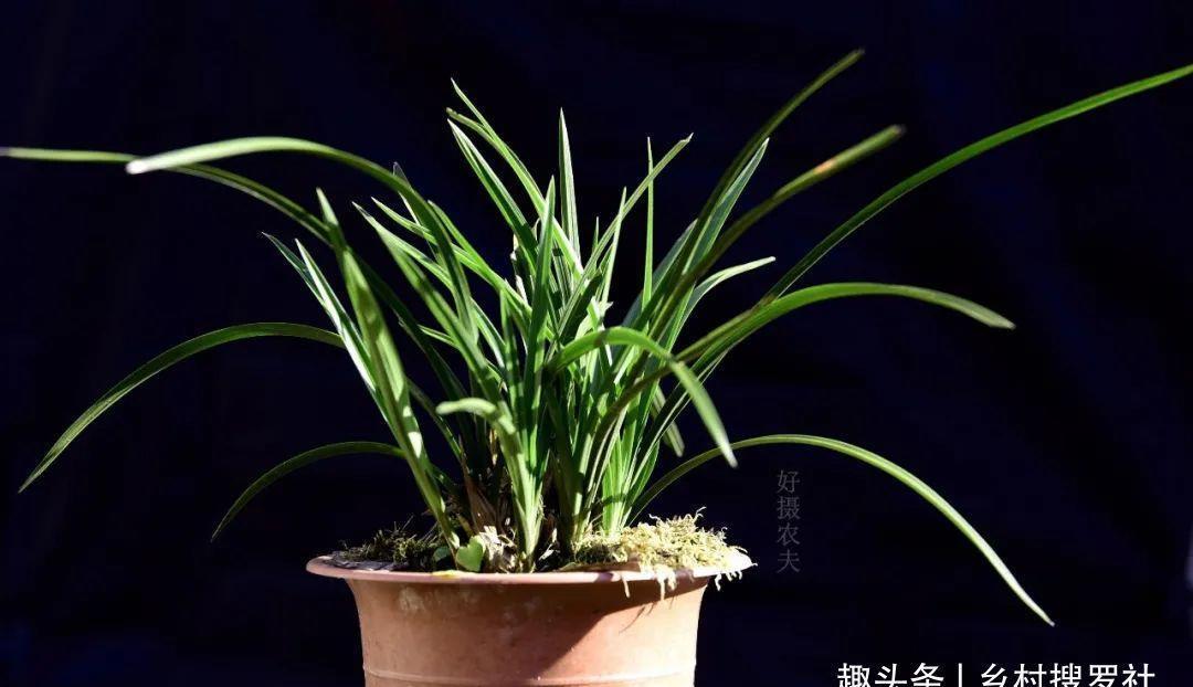 季节|三分种、七分养，芒种时节的兰花，如何养出浓绿的叶子？