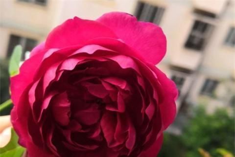 月季|养月季,用土方法,窜出新芽,枝繁叶茂开花多