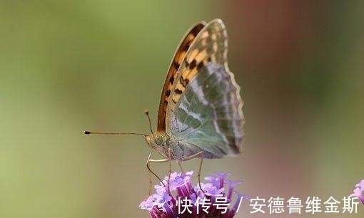 桃花|上旬之后，旧爱转身，活在当下，桃花重启，痴迷于此，爱情重生