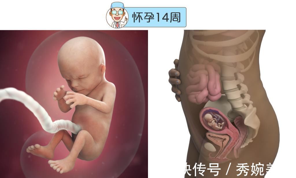 怀孕|最全的怀孕周期图鉴,感受从受精卵到婴儿的神奇变化!