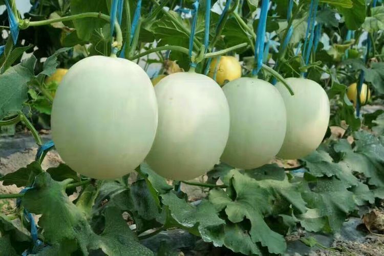 延缓衰老|爱美女性多吃3种食物，营养丰富、延缓衰老，好处多多！