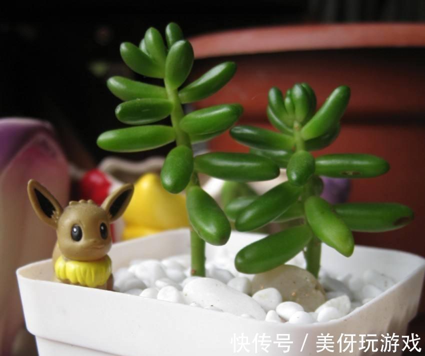 虹之玉多肉养护,微景观带给你细致的体验