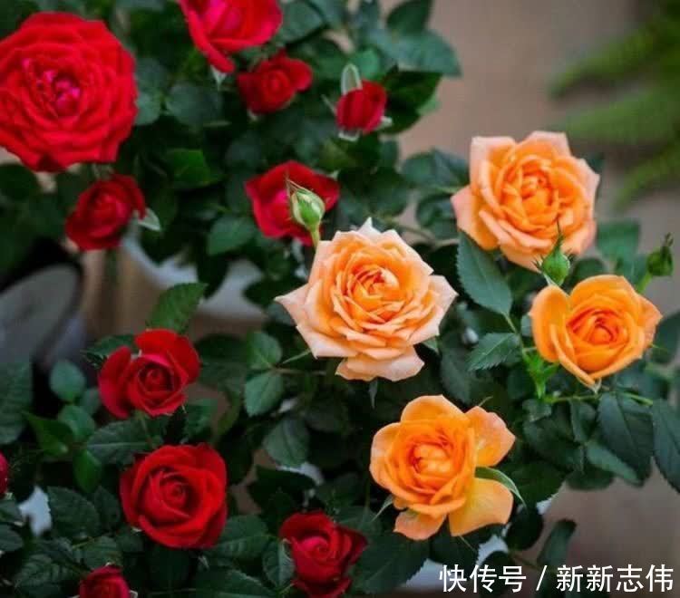 香水|5种花比香水还好闻,一开就是大半年,四季有花赏,花美心情好