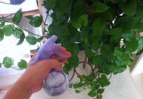 养花要注意,这几种水不能浇花,不然黄叶又烂根!