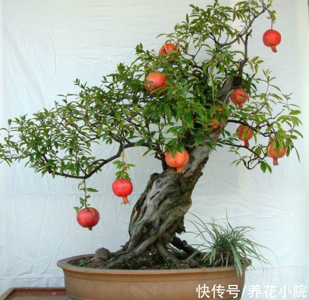 石榴树|4种“吉祥树”，养在家中漂亮美观，寓意更好