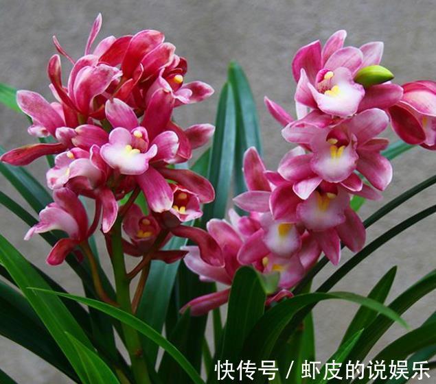 此款兰花花色艳丽,香味浓郁,是阳台盆栽佳品,喜欢兰花别错过