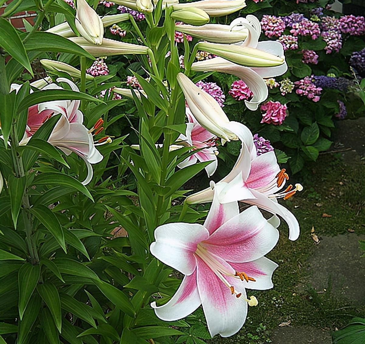 养分|百合不是“一次性花”,养一养球,1盆能生10盆崽